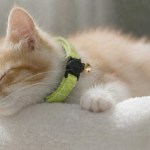 image 3 Sleeping ginger kitten wearing green collar with bell