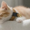 Sleeping ginger kitten wearing collar with bell