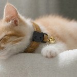 image 3 Sleeping ginger kitten wearing collar with bell
