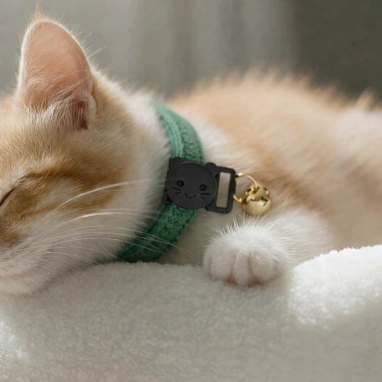 image 3 Sleeping ginger kitten wearing green collar with bell