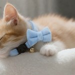 Sleeping ginger kitten wearing blue bow tie collar