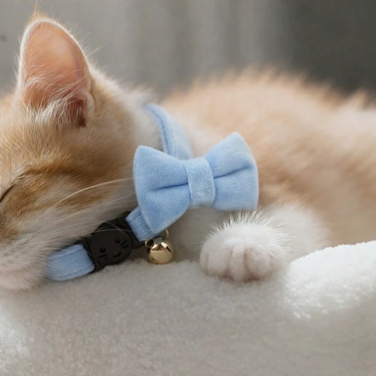 Sleeping ginger kitten wearing blue bow tie collar