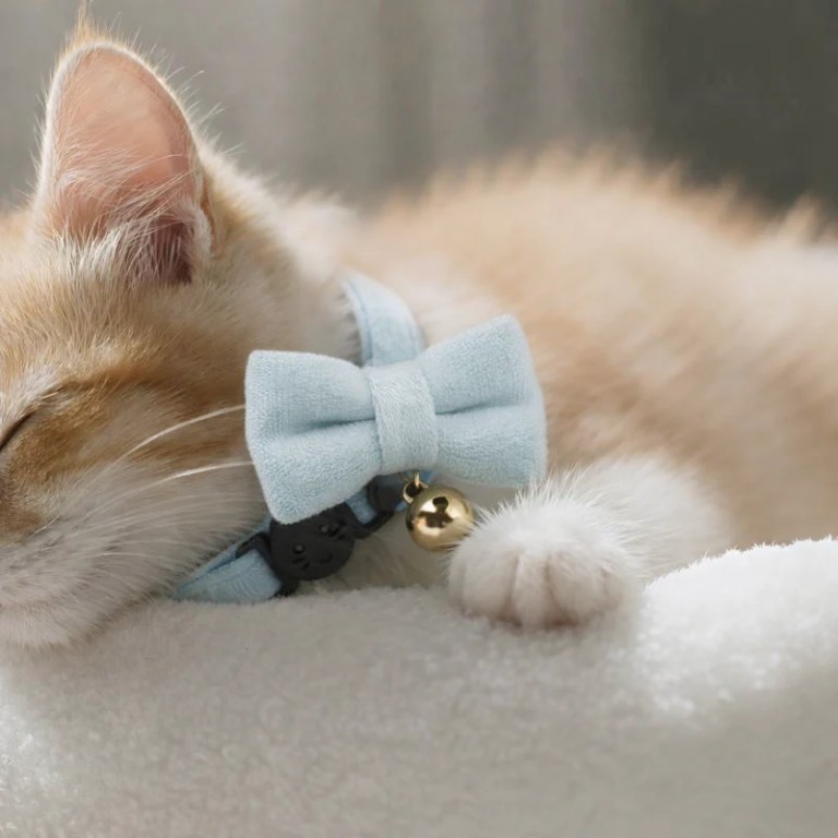 Sleeping ginger kitten wearing blue bow collar
