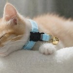 image 3 Sleeping ginger kitten wearing blue collar with bell