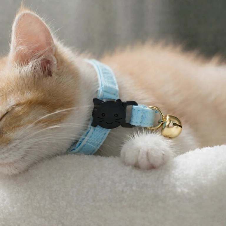 image 3 Sleeping ginger kitten wearing blue collar with bell