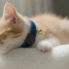 image 3 Sleeping ginger kitten wearing blue collar