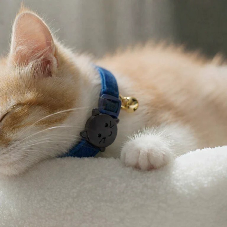image 3 Sleeping ginger kitten wearing blue collar