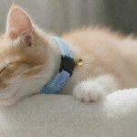 image 3 Sleeping ginger kitten wearing blue collar with bell