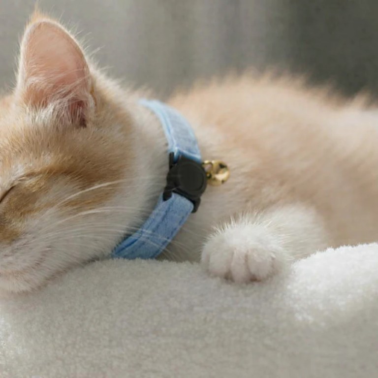 image 3 Sleeping ginger kitten wearing blue collar with bell