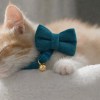 image 3 Ginger kitten wearing teal bow tie collar