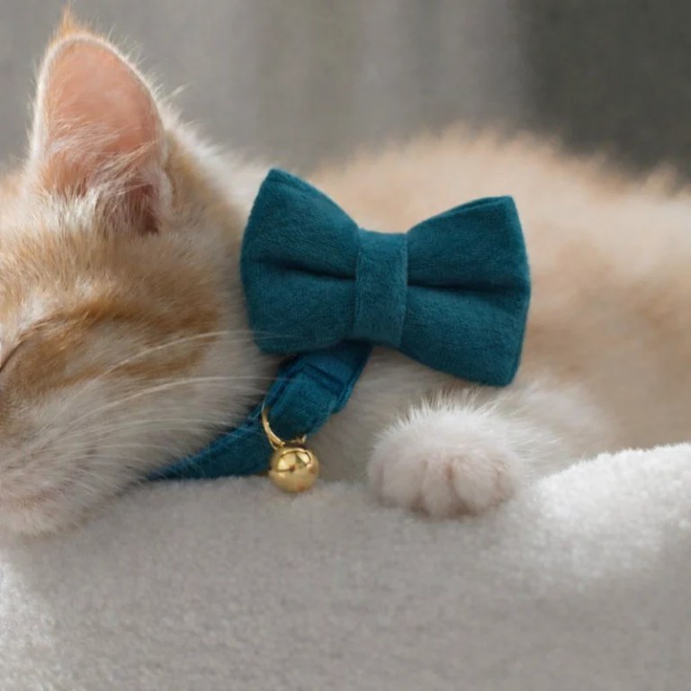 Ginger kitten wearing teal bow tie collar