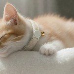 image 3 Sleeping ginger and white kitten with bell collar