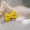Kitten wearing yellow bow tie collar with bell