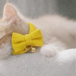 image 3 Kitten wearing yellow bow tie collar with bell