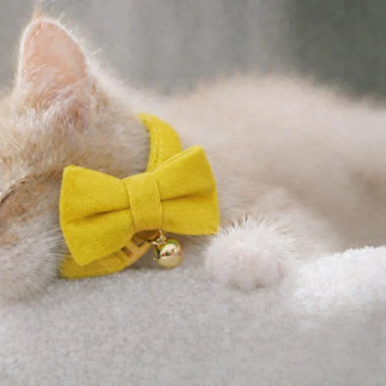 image 3 Kitten wearing yellow bow tie collar with bell