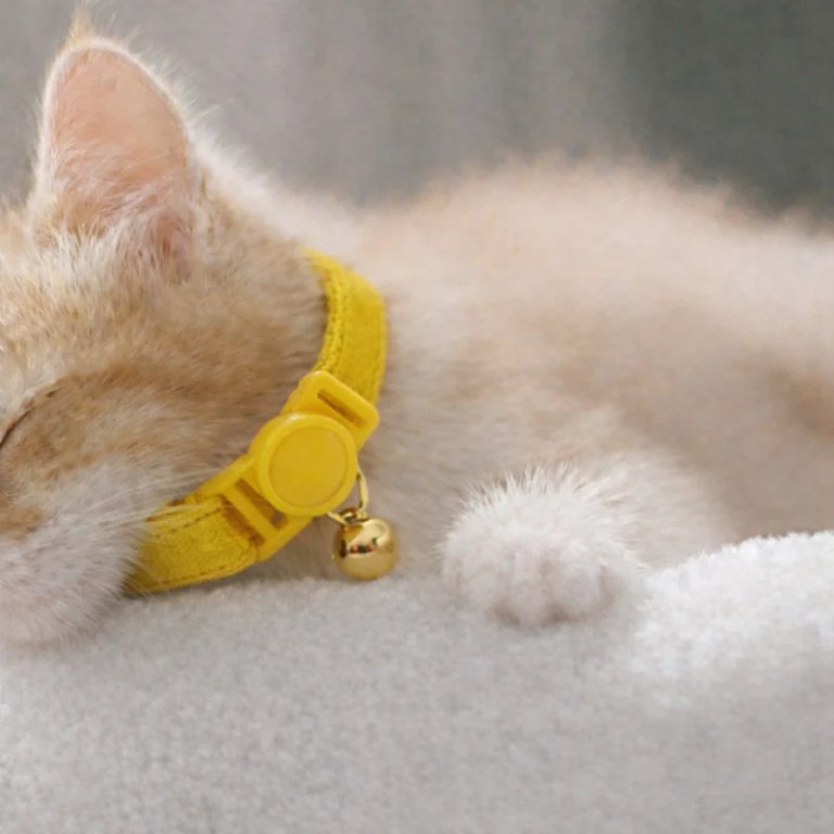 image 3 Sleeping kitten wearing yellow collar with bell