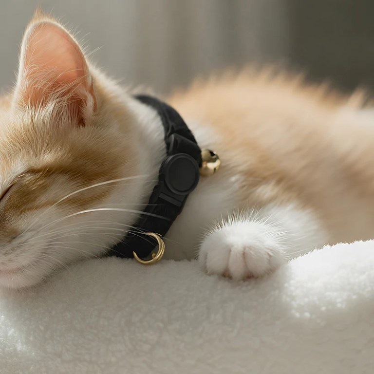 image 3 Sleeping kitten wearing black collar with bell