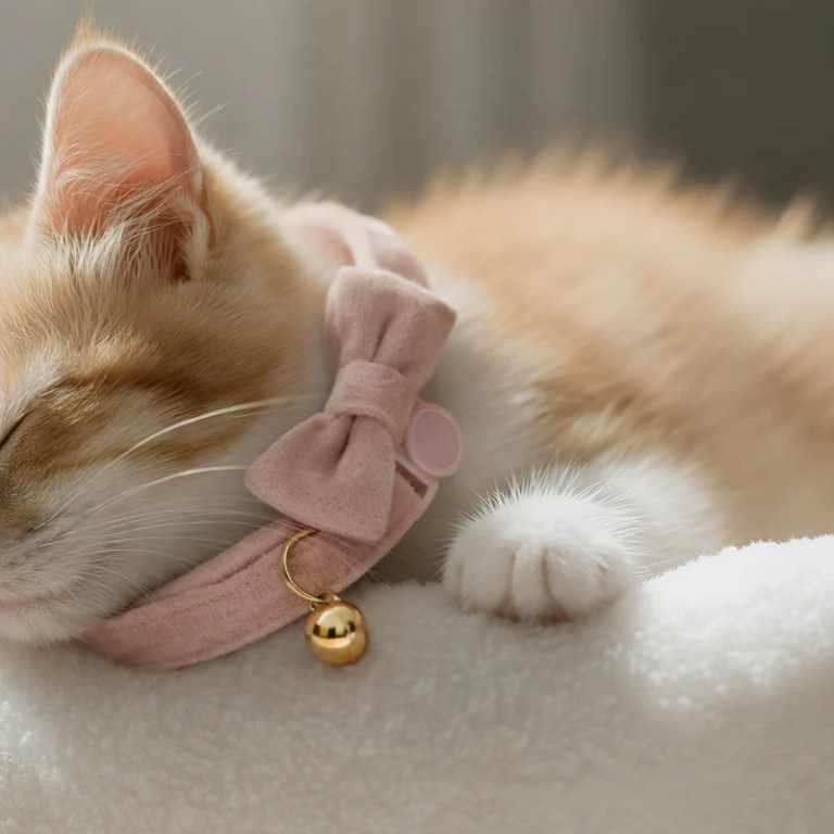 Sleeping ginger kitten wearing pink bow collar