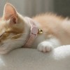 image 3 Sleeping ginger and white kitten with pink collar