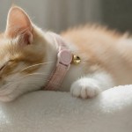 Sleeping ginger and white kitten with pink collar