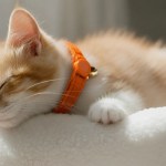 image 3 Sleeping ginger kitten wearing orange collar