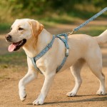 Labrador walking on leash along bush track