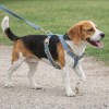 image 3 Beagle wearing blue harness on lead outdoors