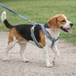 image 3 Beagle wearing blue harness on lead outdoors