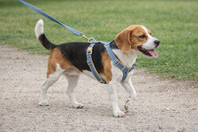 image 3 Beagle wearing blue harness on lead outdoors