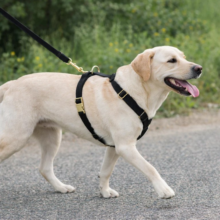 image 3 Labrador Retriever on leash wearing black harness