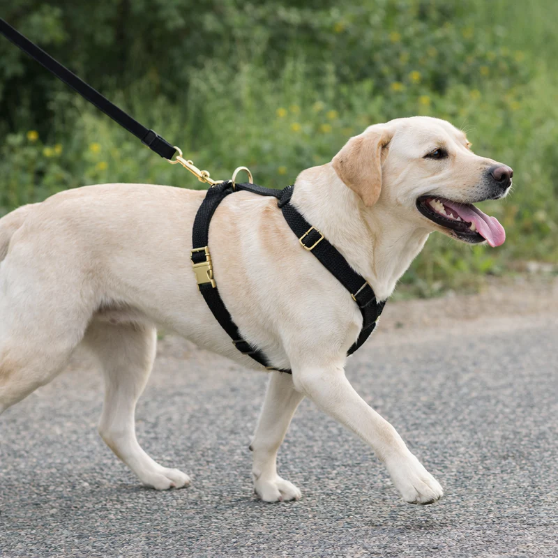 Labrador Retriever on leash wearing black harness