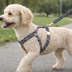 Curly cream dog walking on leash in park