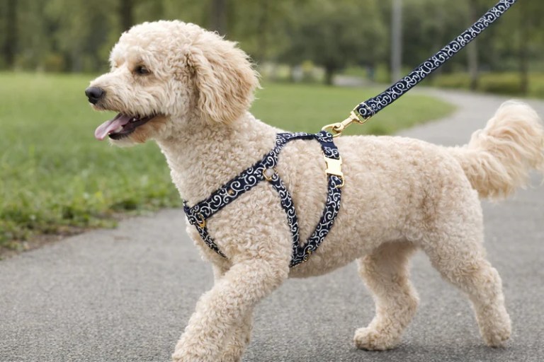 Curly cream dog walking on leash in park