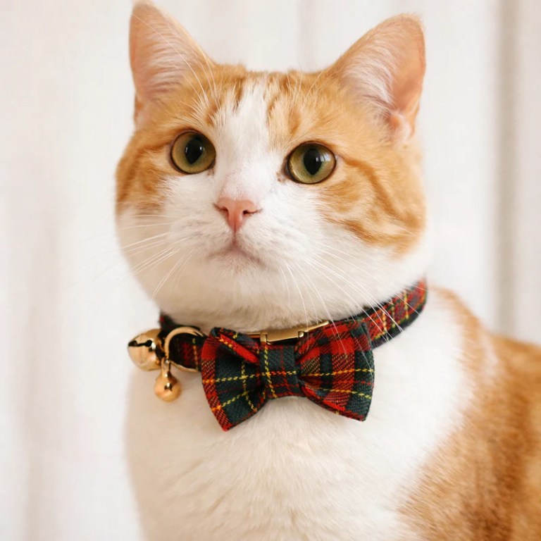 image 3 Orange and white cat wearing tartan bow tie