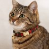 Tabby cat wearing red tartan collar with bell