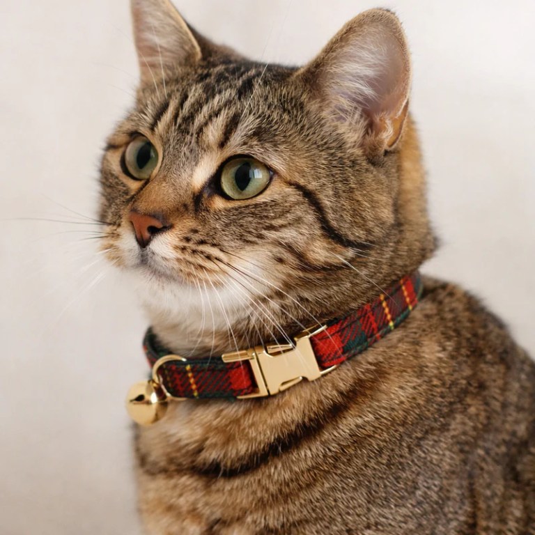 Tabby cat wearing red tartan collar with bell