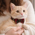 Ginger cat wearing tartan bow tie collar