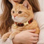 Ginger cat wearing tartan collar with bell