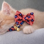Sleeping kitten wearing star-spangled bow tie collar