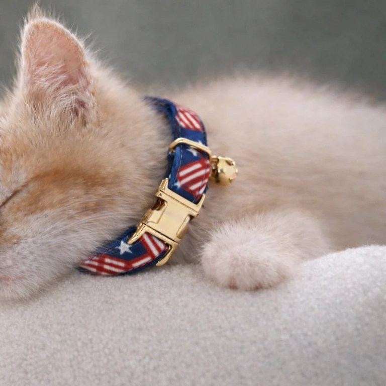 Sleeping kitten wearing American flag collar