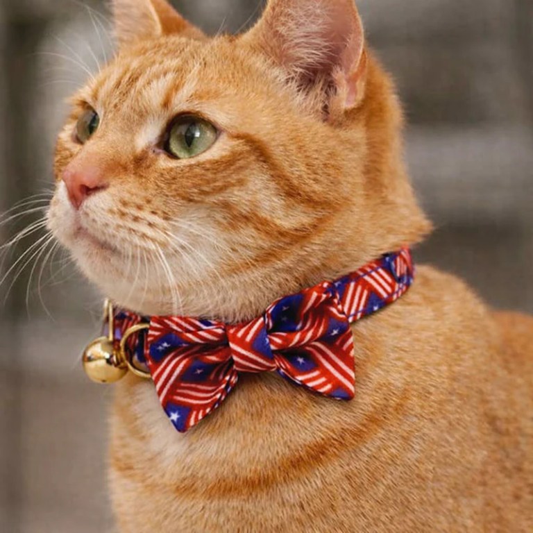 Orange tabby cat wearing patriotic bow tie collar