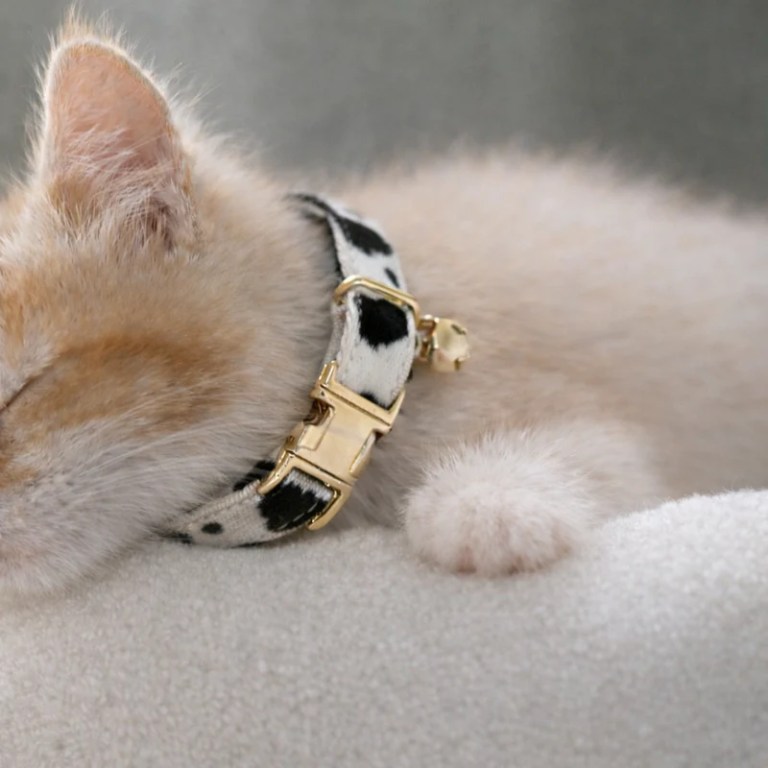 Sleeping kitten wearing spotted collar with gold bell