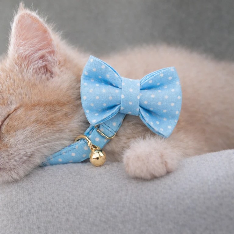 image 3 Sleeping kitten wearing blue polka dot bow tie