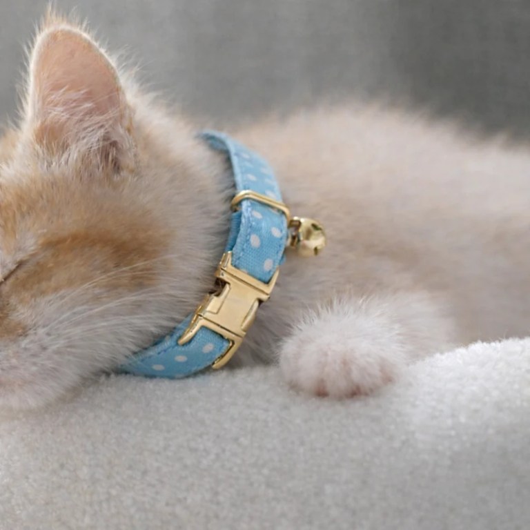 image 3 Sleeping kitten wearing blue polka dot collar