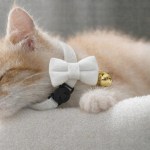 Sleeping ginger kitten wearing white bow tie collar