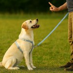 Labrador retriever sitting on grass during training