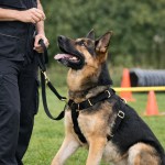 German Shepherd in harness during outdoor training session