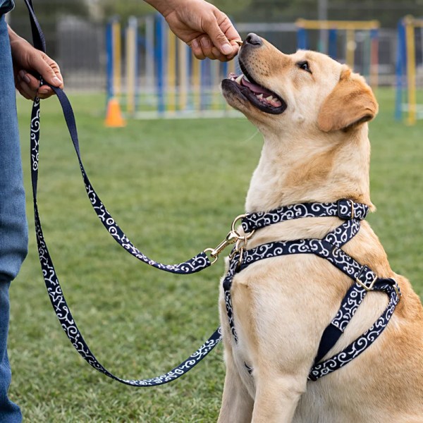 Labrador receiving treat during outdoor training session