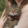 image 4 Tabby cat wearing tartan bow tie collar