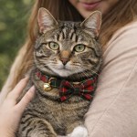 image 4 Tabby cat wearing tartan bow tie collar